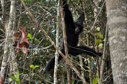 Three Gibbons in Sumatra Back to the Wild Habitat (September 23, 2016)